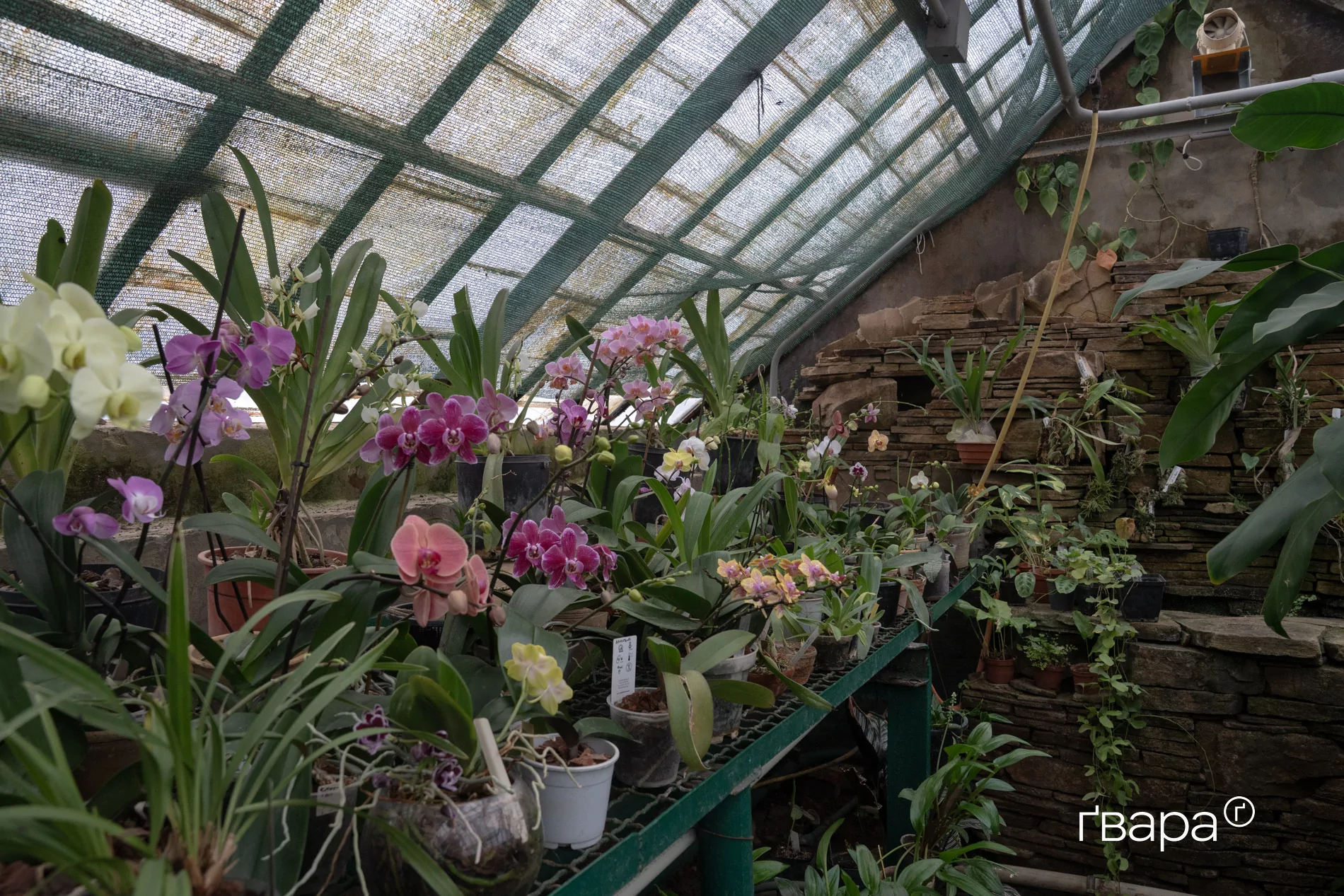 зображення до посту: Як Харківський ботанічний сад пережив цю зиму &mdash; фото