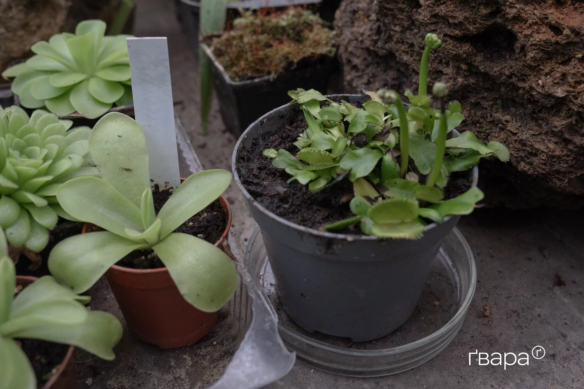 зображення до посту: Як Харківський ботанічний сад пережив цю зиму &mdash; фото