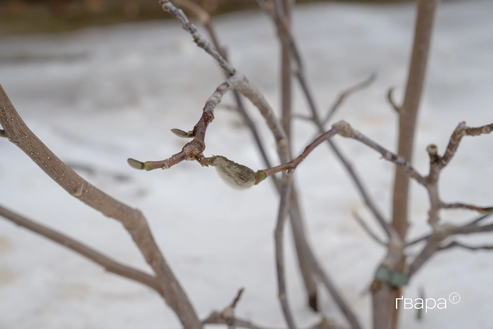 зображення до посту: Як Харківський ботанічний сад пережив цю зиму &mdash; фото