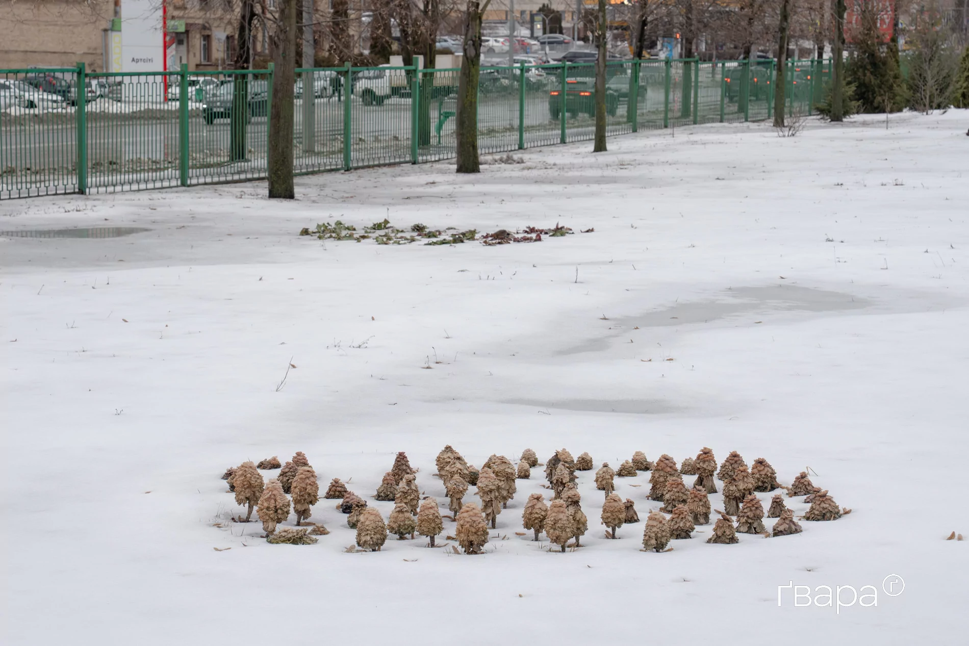 зображення до посту: Як Харківський ботанічний сад пережив цю зиму &mdash; фото