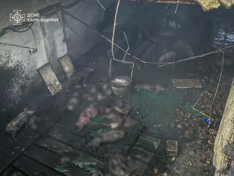 Russian drone attacks farm in Kharkiv region, injuring 1 person, killing nearly 100 pigs