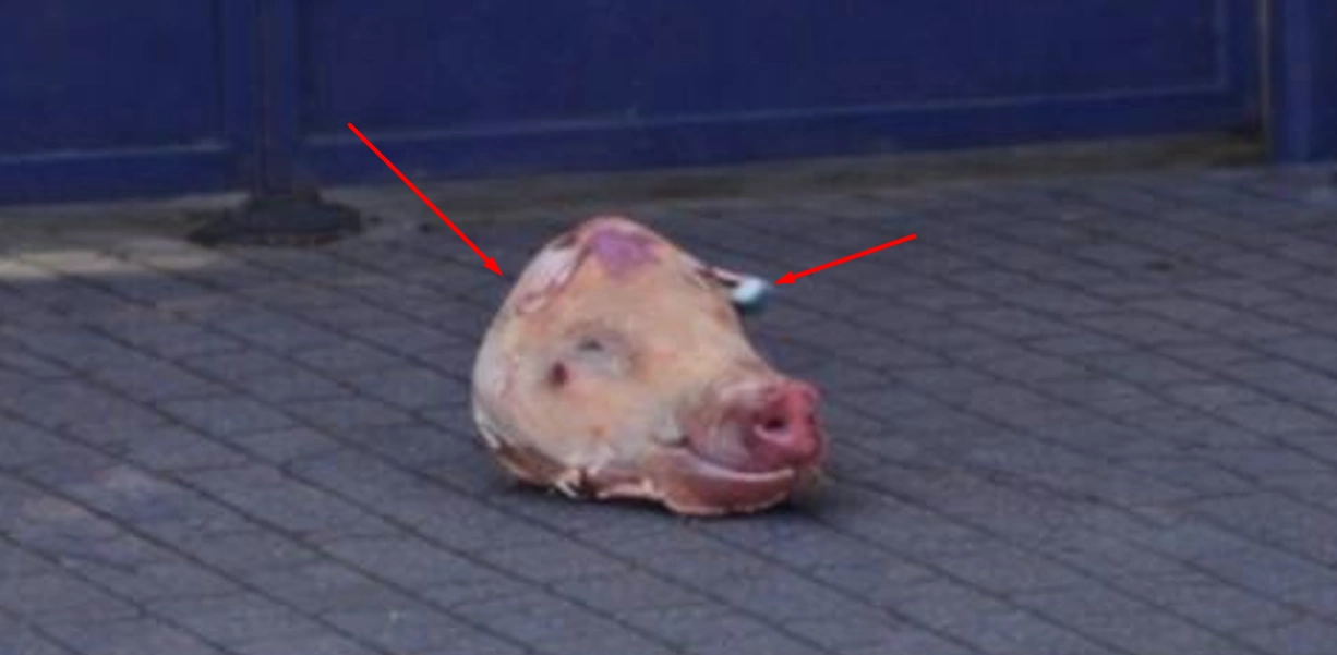 зображення до посту: Фейк. До українського посольства у Будапешті принесли свинячу голову