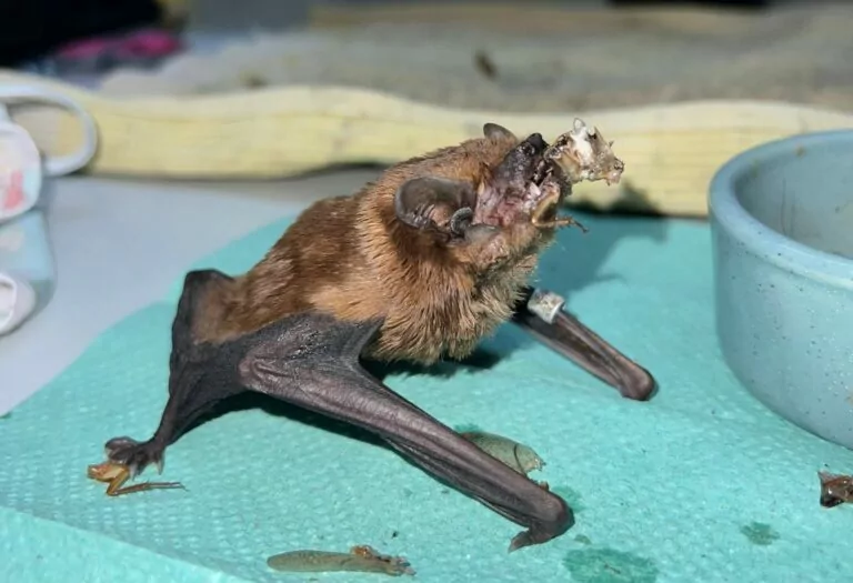 Спеціалісти розповіли, як тиждень рятували понад 900 кажанів у Харкові