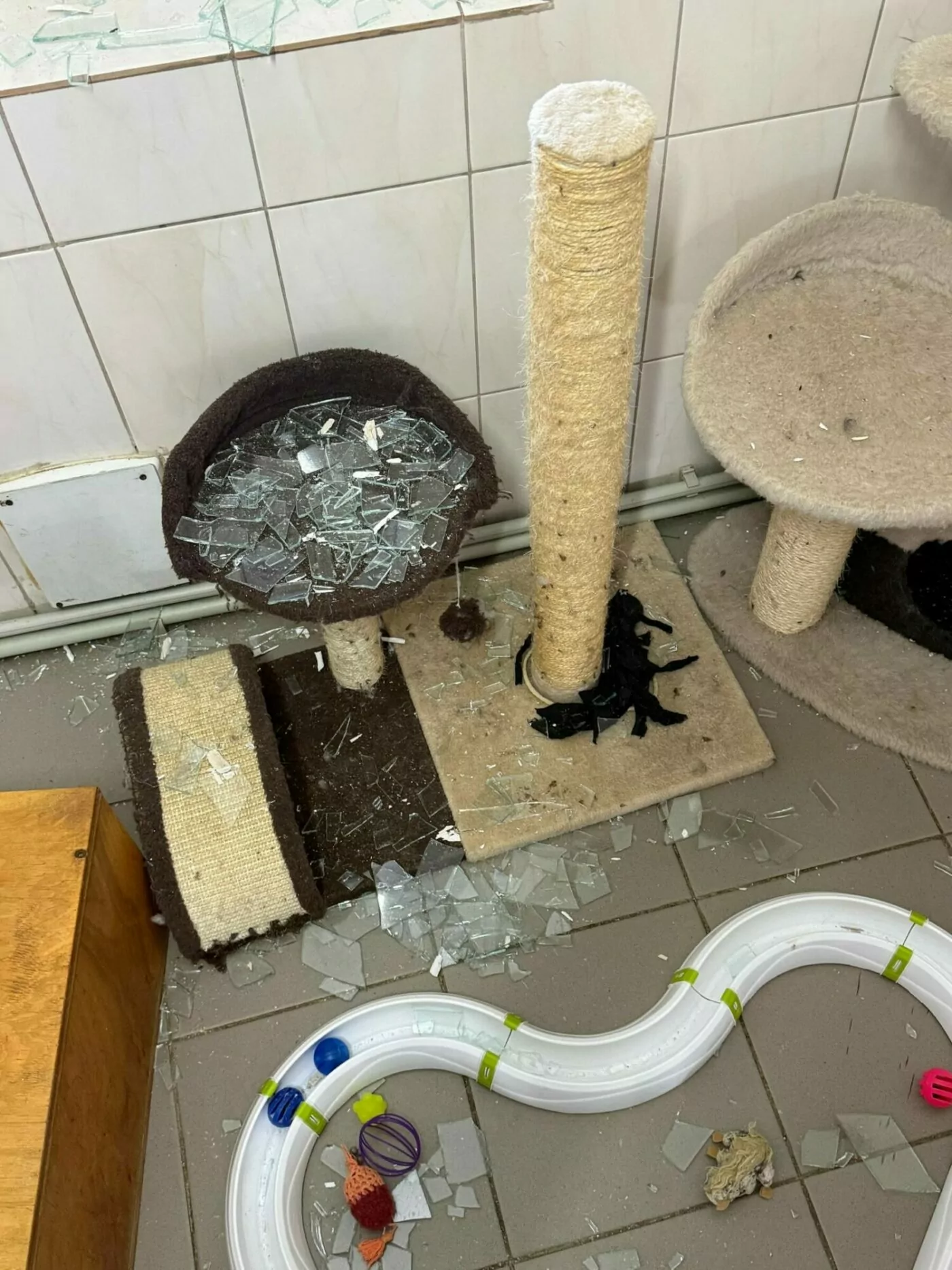 Damaged cat shelter after Russian attack on Kharkiv.