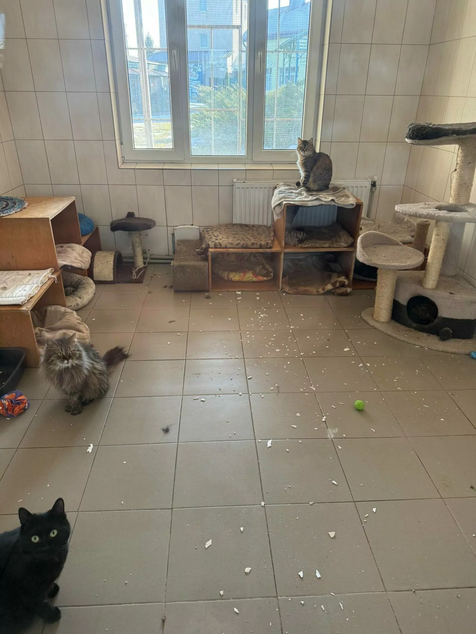 Damaged cat shelter after Russian attack on Kharkiv.