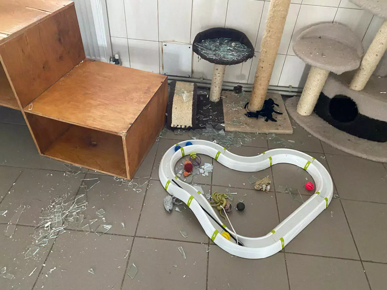 Damaged cat shelter after Russian attack on Kharkiv.