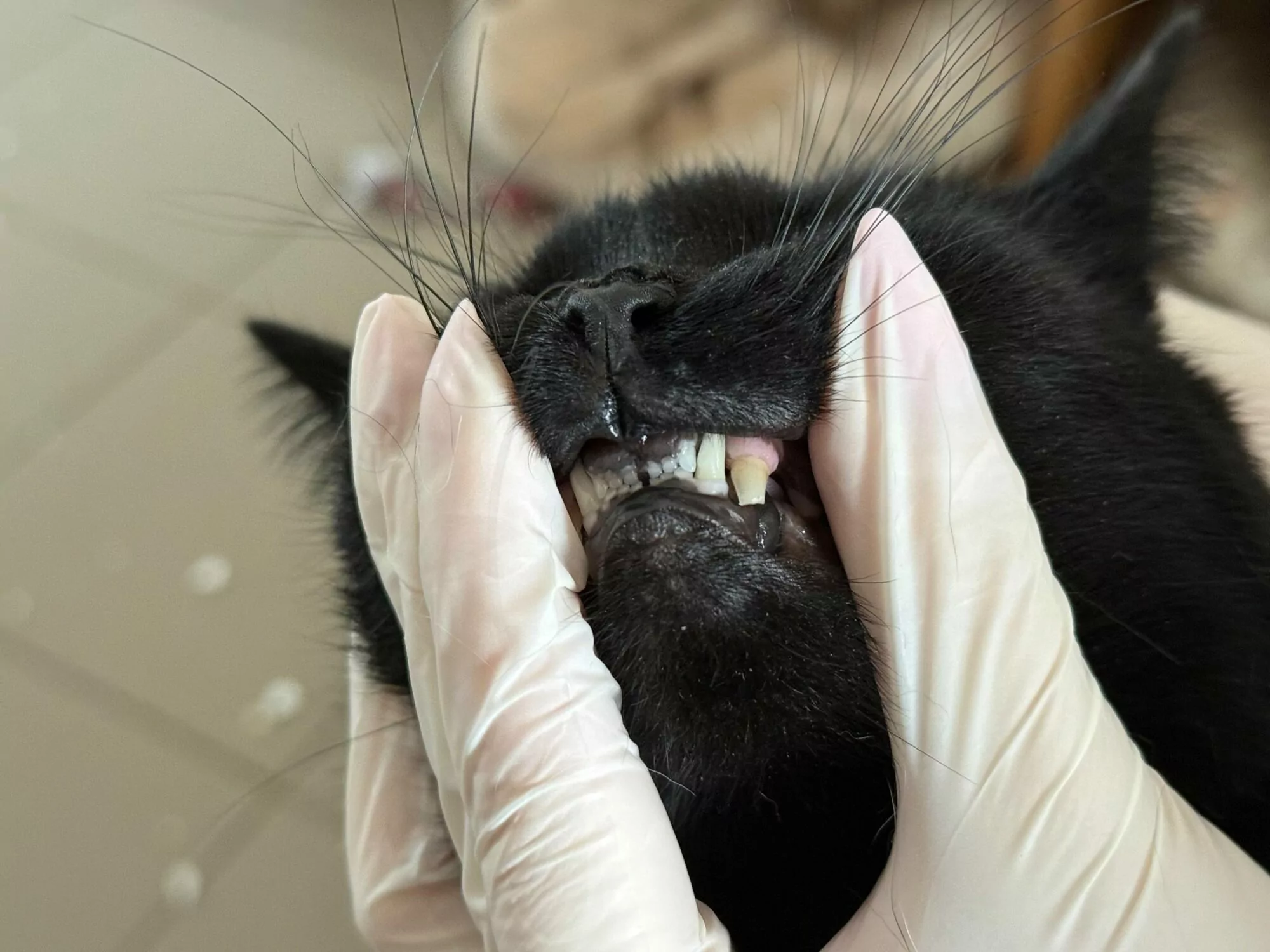 The cat with broken teeth after Russian attack near Kharkiv animal shelter