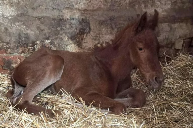 Евакуйована зі Старосалтівської громади кобила народила лоша — поліція