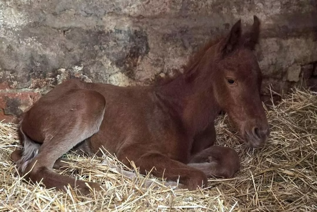 коні Атлант Старий Салтів