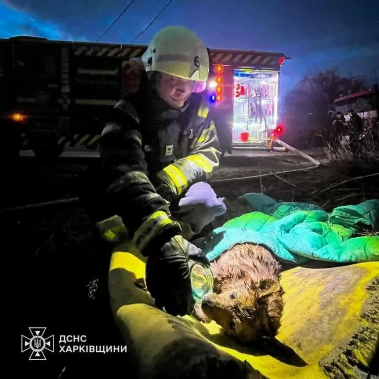 У Харкові з вогню врятували двох песиків