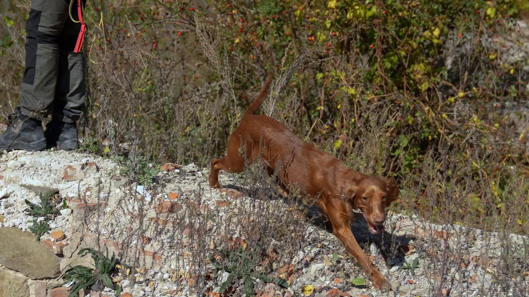 зображення до посту: How Kharkiv search and rescue dogs and their K9 handlers train for work at impact sites of Russian attacks
