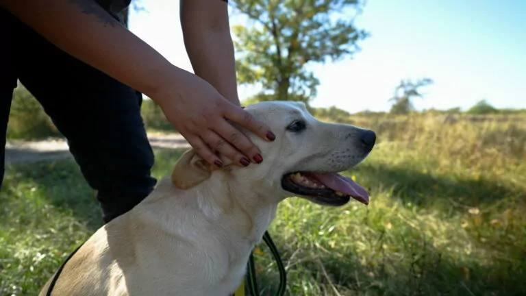 How Kharkiv search and rescue dogs and their K9 handlers train for work at impact sites of Russian attacks