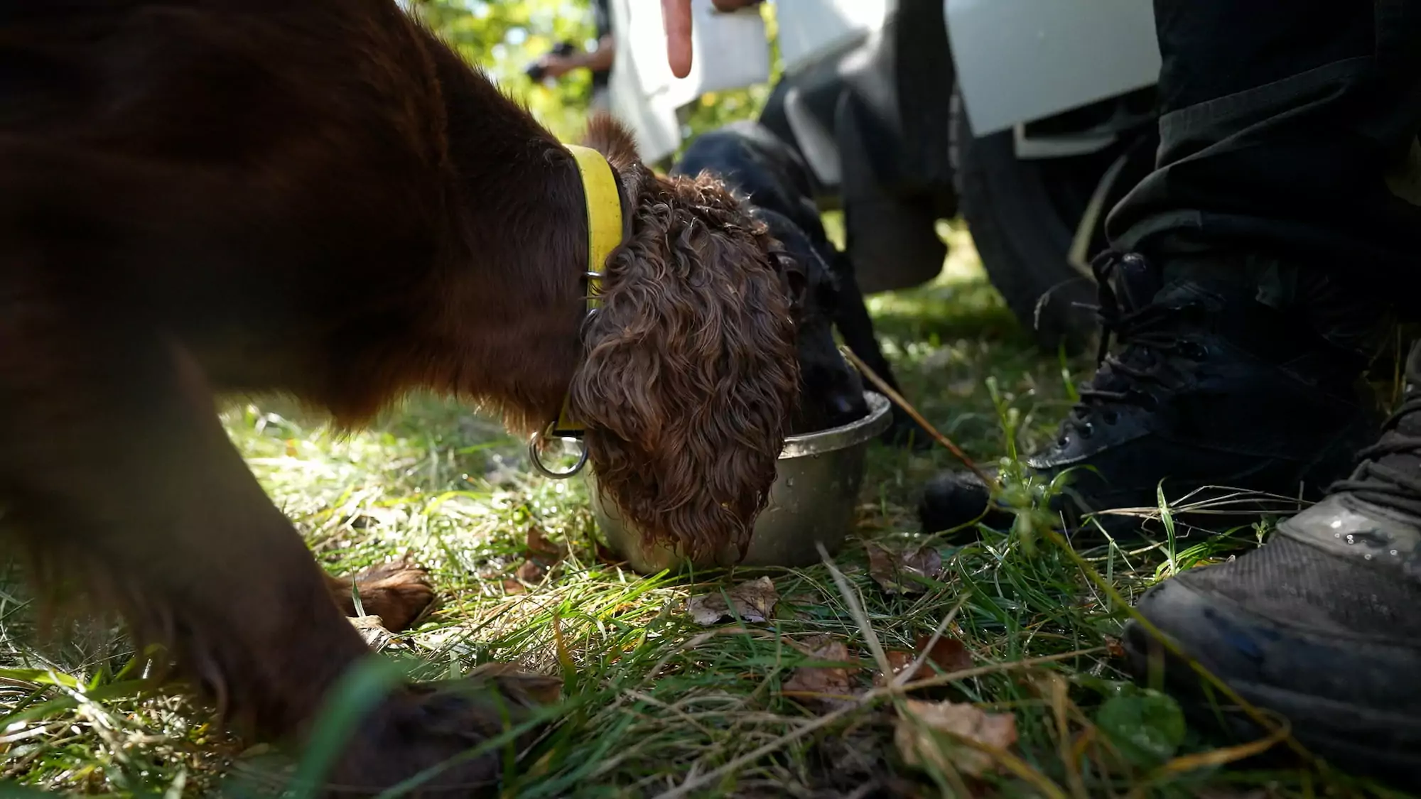 зображення до посту: How Kharkiv search and rescue dogs and their K9 handlers train for work at impact sites of Russian attacks