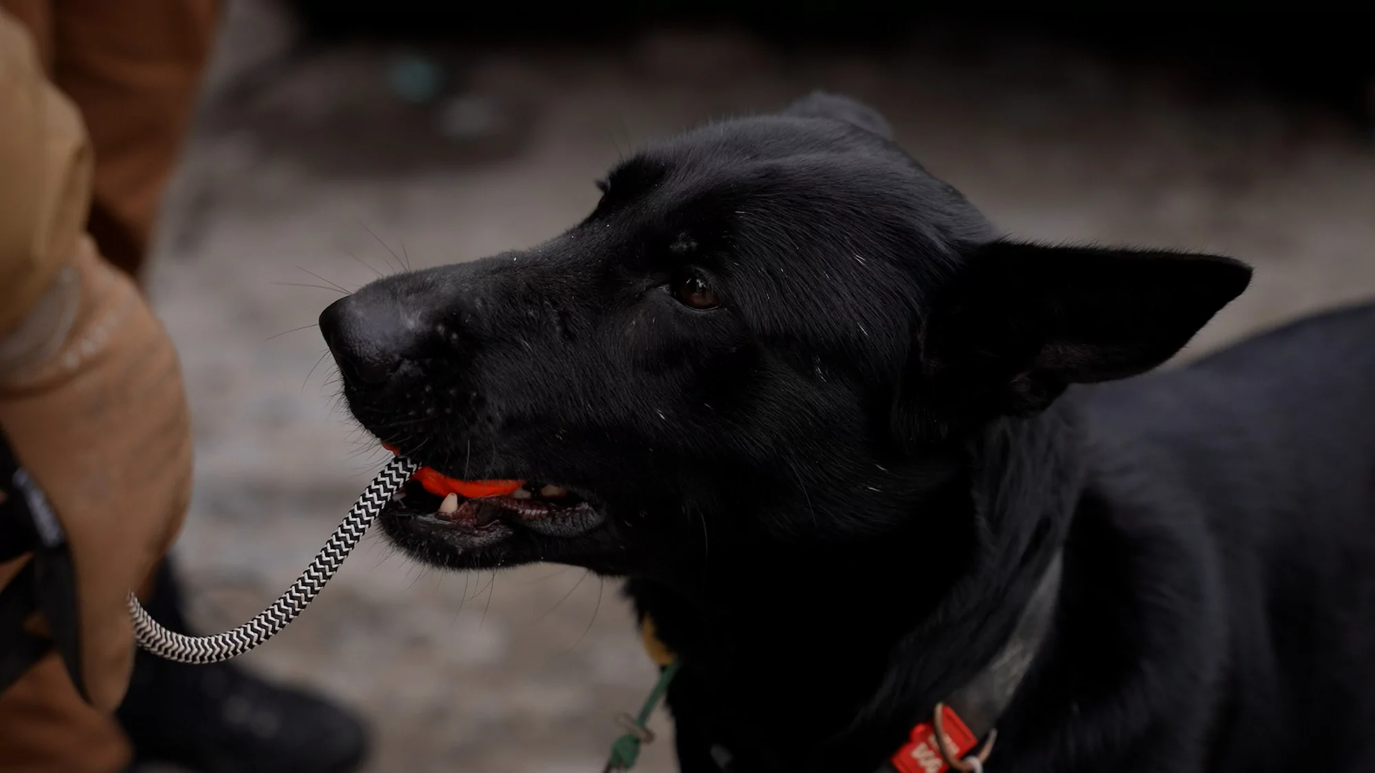 зображення до посту: How Kharkiv search and rescue dogs and their K9 handlers train for work at impact sites of Russian attacks
