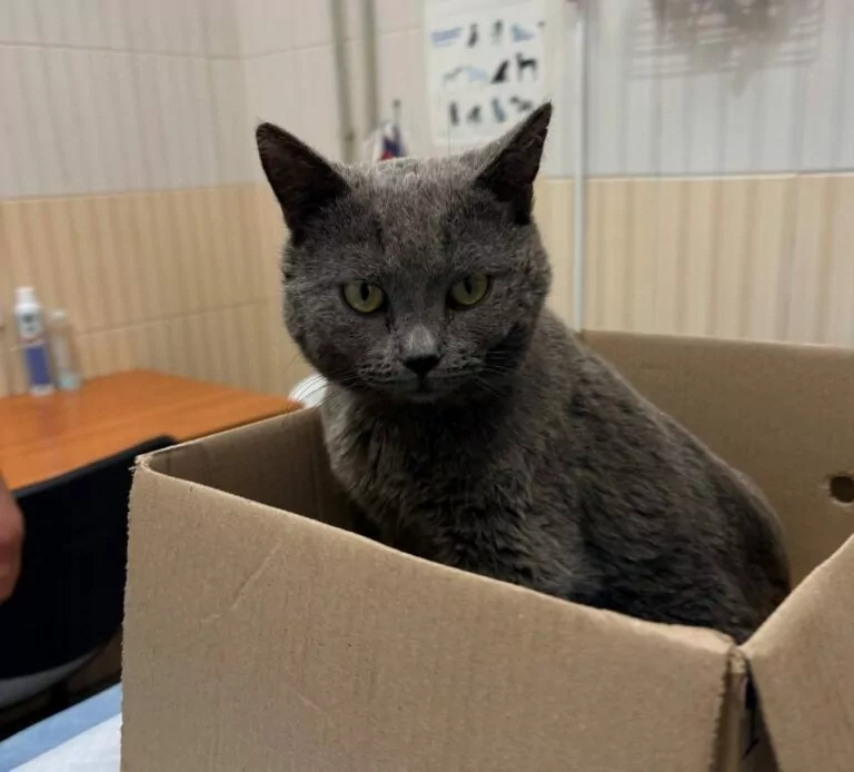 У Харкові прооперували тяжко пораненого кота з Куп’янська