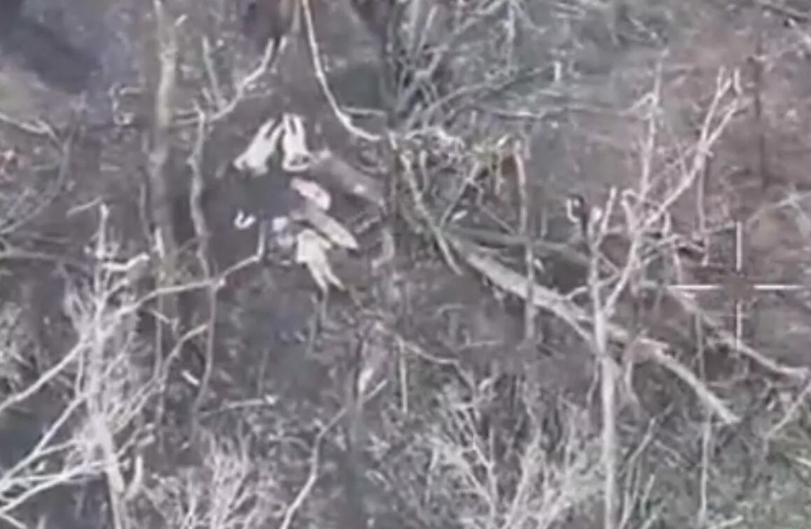 розстріл полонених на Харківщині Ветеринарне