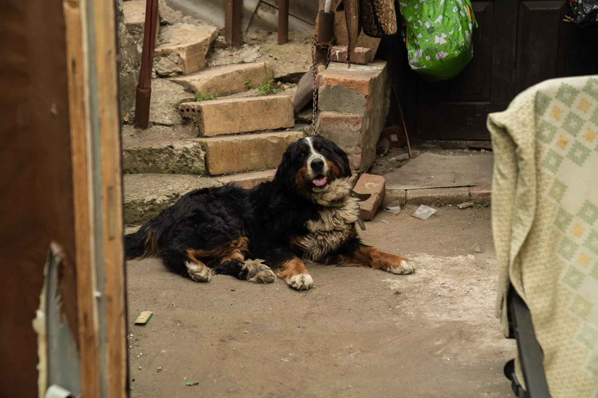 Liolia, Alla's dog