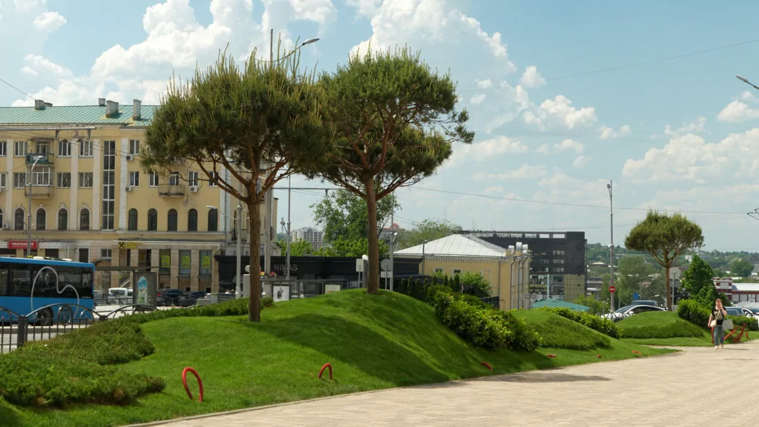 Сосни &laquo;Пінії&raquo; у середмісті Харкова, травень 2026 рокуФото: Ґвара медіа