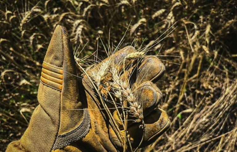 Через обстріли на Харківщині горіли врожайні поля