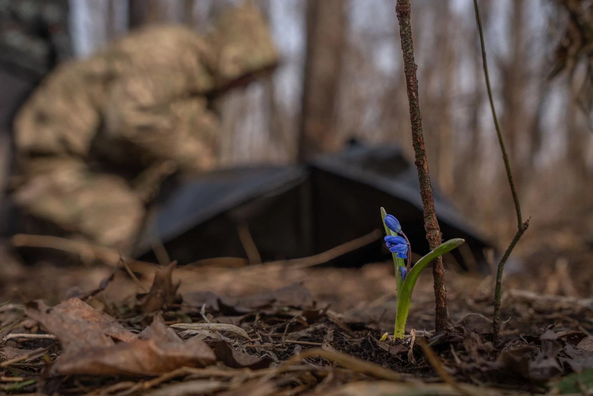 A snowdrop blooms as exhumers collect the body