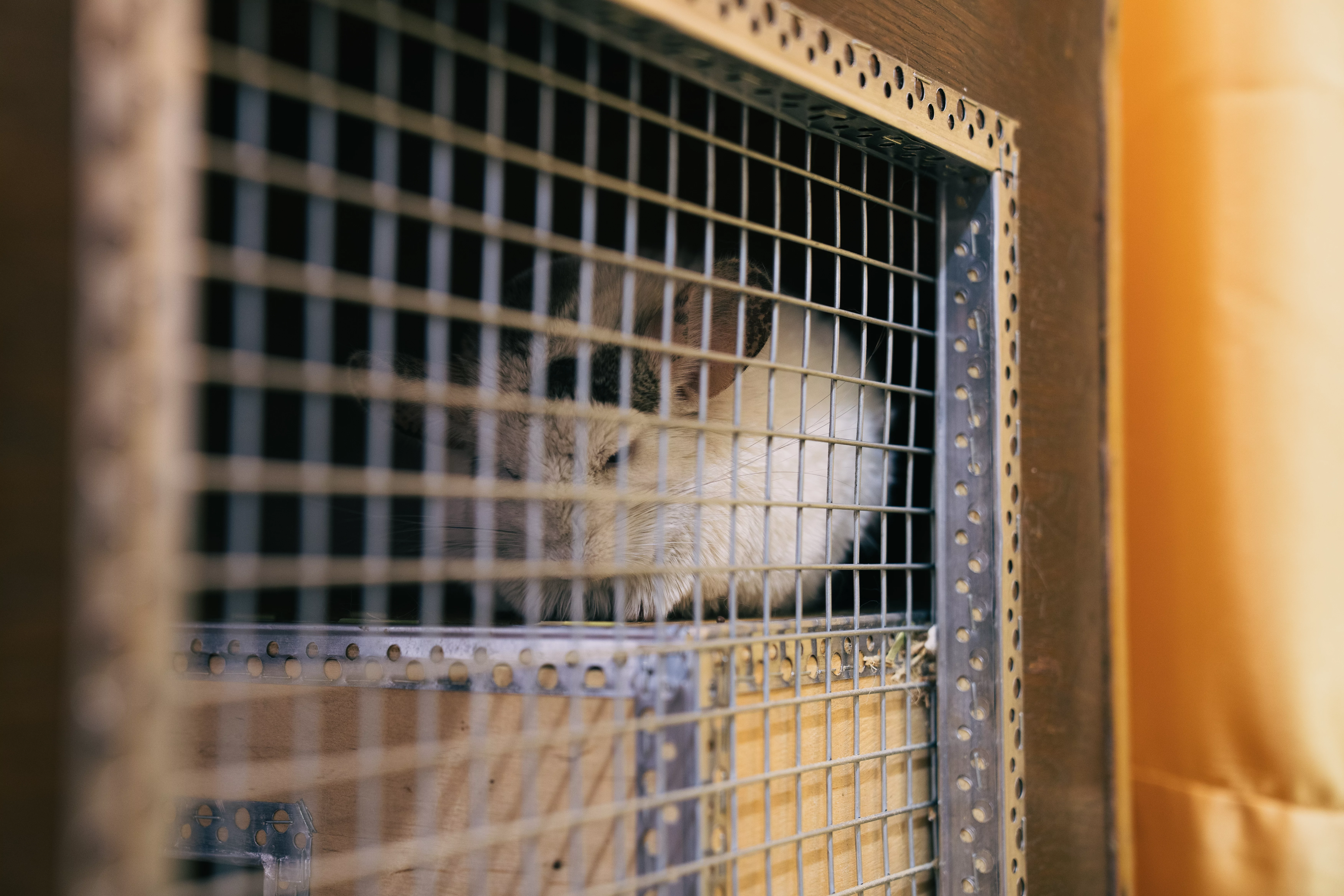 Chinchilla in Zlatopil History Museum