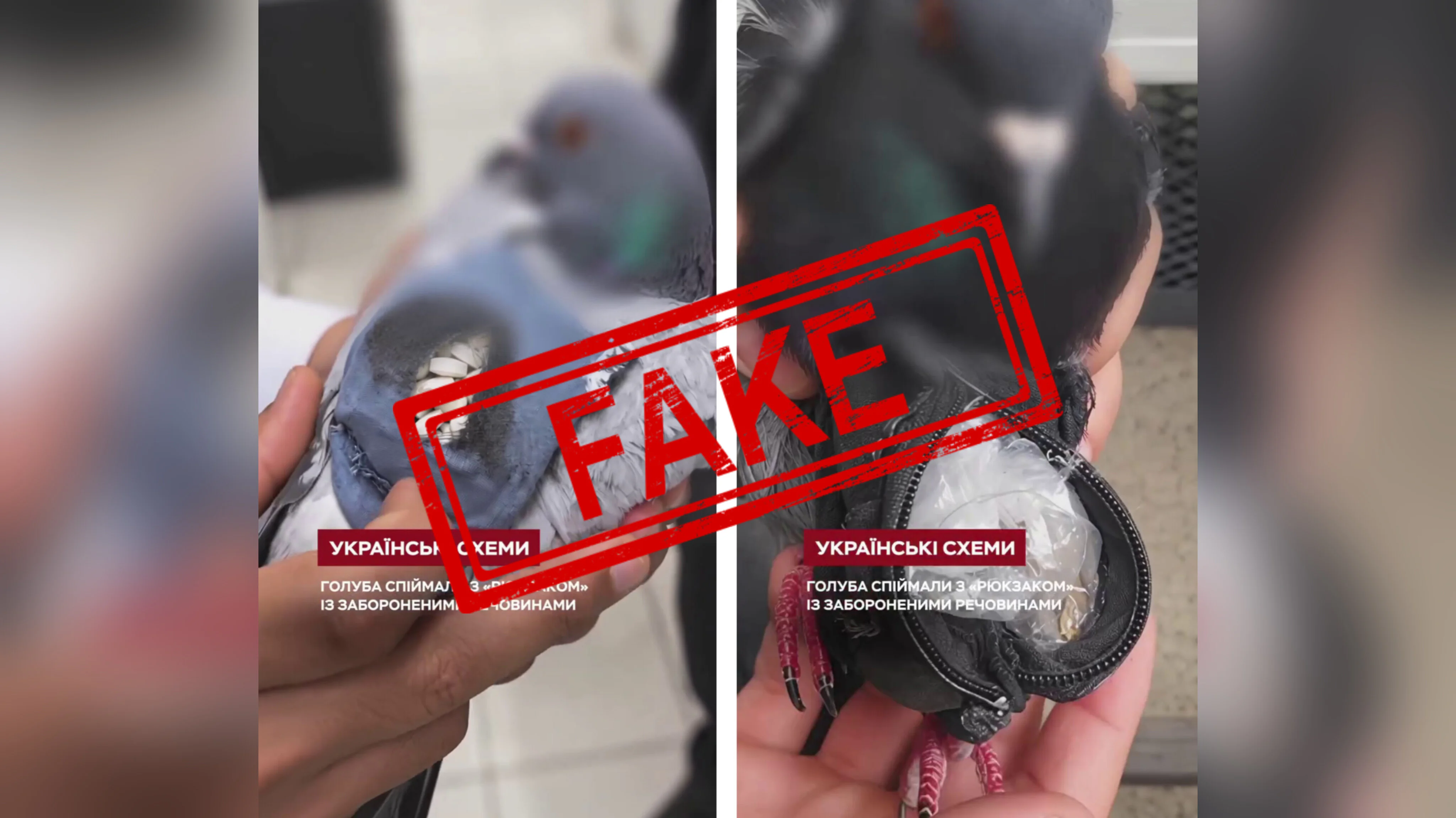 фейк про українських митників та голуба-контрабандиста